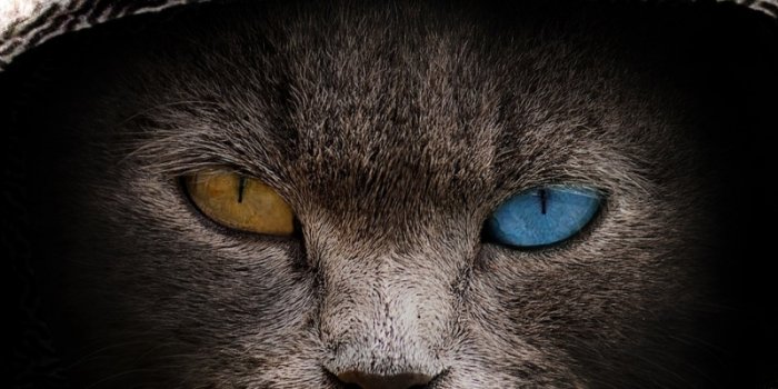 800x1280 Download wallpaper 800x1280 cat in hood