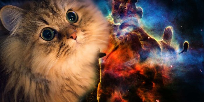 1920x1280 Download Galaxy Persian Cat Wallpaper