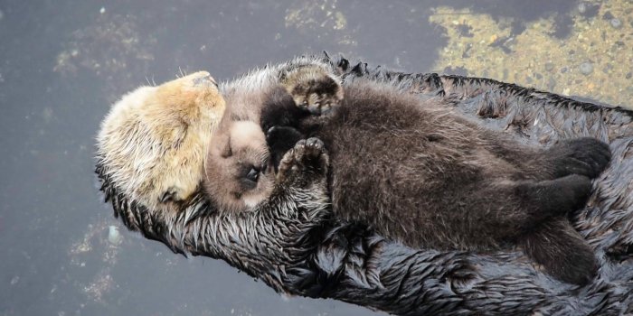1920x1080 100+] Otter Wallpapers | Wallpapers.com