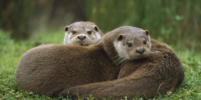 1920x1200 Two Big Otters Wallpaper | WallpapersOK