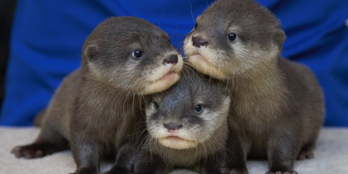 3649x2392 Otter pups at NC Aquarium get cute