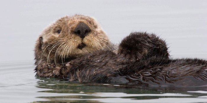 1600x1000 Free Otter Wallpaper - Animals Town