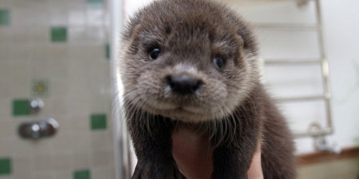 1024x768 Any other baby otter fans out there