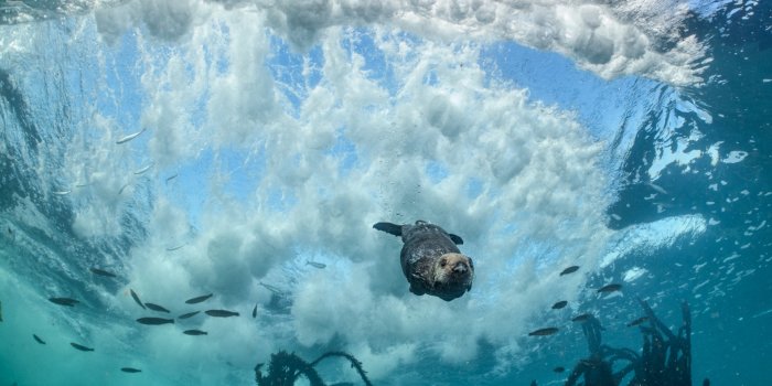 3072x2304 Otter Pictures - Animal Wallpapers