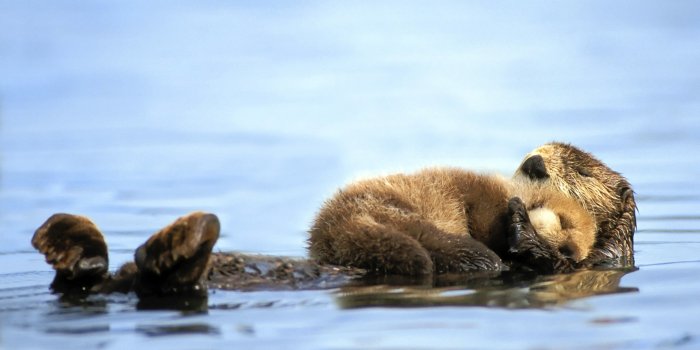 3840x2160 Otter Wallpapers (54 images) - WallpaperCat