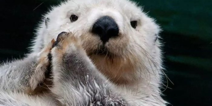 736x1512 Otter, love, bear, iphone, navy, otters