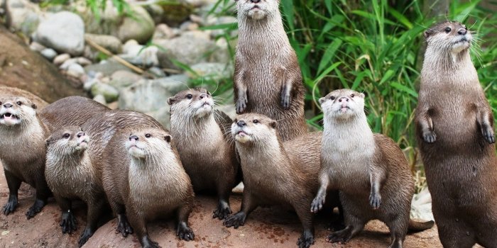 1920x1200 100+] Otter Wallpapers | Wallpapers.com
