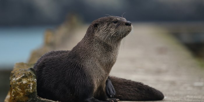 2048x1365 Serene Otter: A Stunning HD Wallpaper