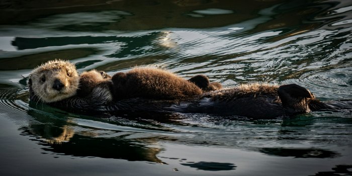 3000x1685 30k+ Sea Otter Pictures | Download Free