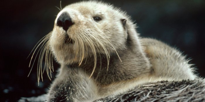 3072x2047 Sea Otters