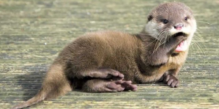 1280x720 OTTER* Know About Potomac River Otters