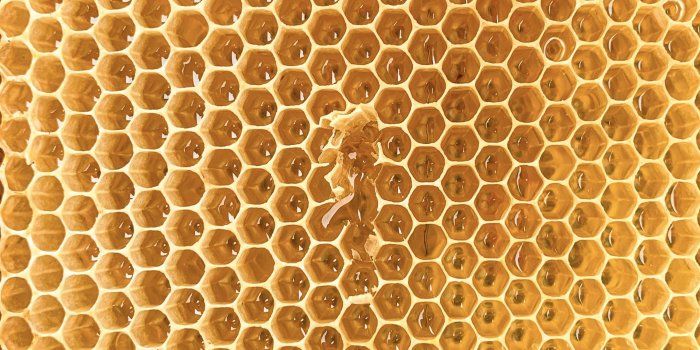 3000x4000 100+ Honey Pictures & Images | Download