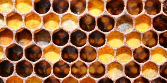 938x1668 Honey iPhone Wallpapers [22+ Free