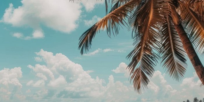 800x1427 Iphone Wallpaper Summer | Free