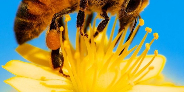 1080x1920 Honey Bee Wallpapers [45+ Free