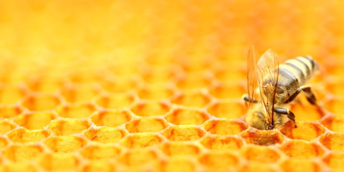 3840x2160 Bing HD Wallpaper May 20, 2024: Bee