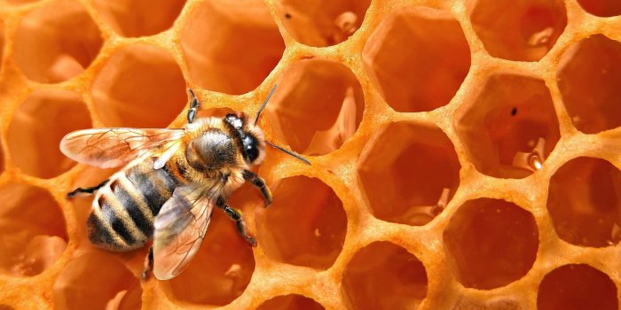 1920x1080 100+] Honey Bee Pictures | Wallpapers.com