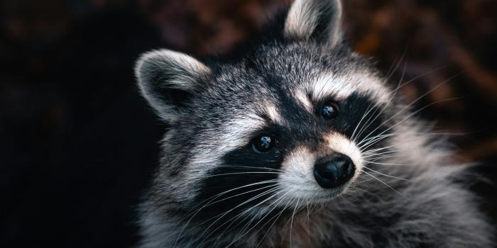 3000x2000 1000+ Raccoon Pictures | Download Free