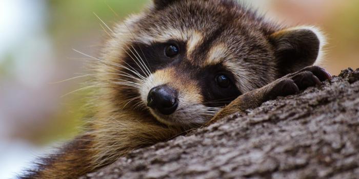 3000x1995 1000+ Raccoon Pictures | Download Free