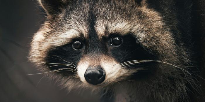 3535x5302 Close-up of a Raccoon · Free Stock Photo