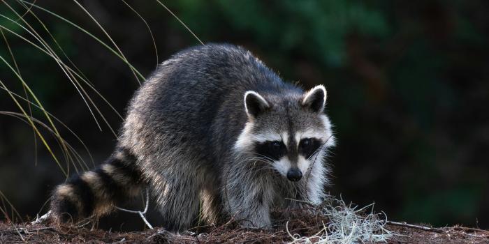3000x1998 1000+ Raccoon Pictures | Download Free