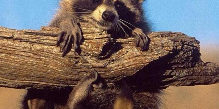 736x1308 Cute Desert Leopard Cat Animal iPhone 8