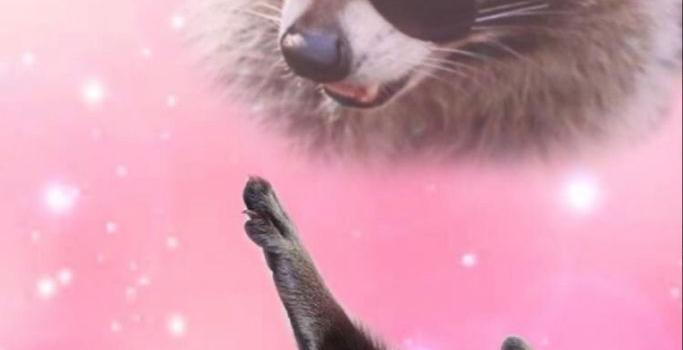683x1200 Raccoon wallpaper | Mapaches divertidos