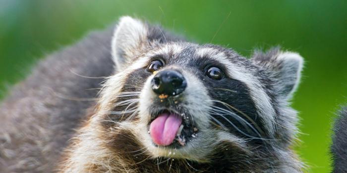 2048x1536 Download Animal Raccoon HD Wallpaper