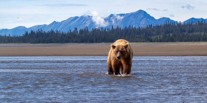 2048x1222 Download Alaska Animal Bear HD Wallpaper