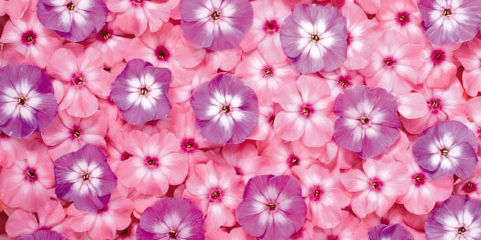 1920x1006 100+] Cute Pink Purple Wallpapers