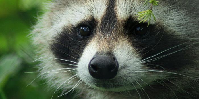 3000x4237 1000+ Raccoon Pictures | Download Free