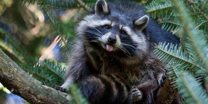 1680x1050 Download Animal Raccoon Wallpaper