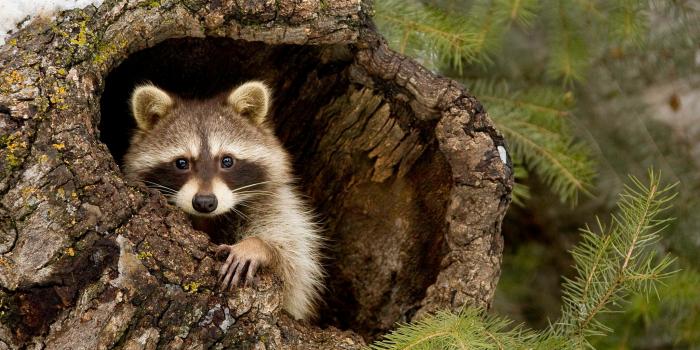 2048x1365 Wallpaper forest, snow, branches, tree