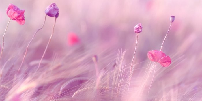 1920x1200 Wallpaper wheat, field, purple, flowers