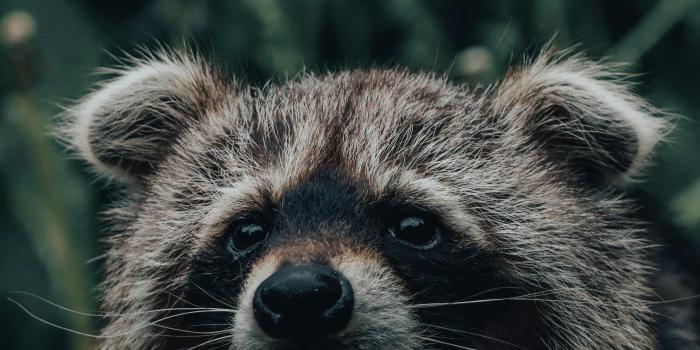 3712x4640 Close up of Raccoon Head · Free Stock Photo