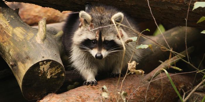 1950x1202 Cute Raccoon Wallpaper​ | Gallery