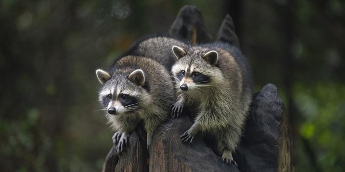 1200x800 Meet the raccoon kits! - Northwest Trek