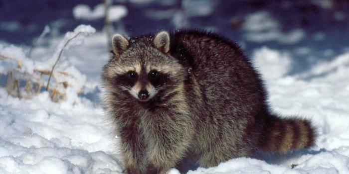 1280x960 Raccoon Wallpapers - Animals Town