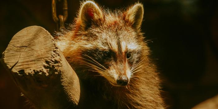 3176x4764 Cute Fluffy Racoon · Free Stock Photo