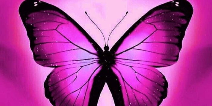 900x1598 Pink Background Wallpaper