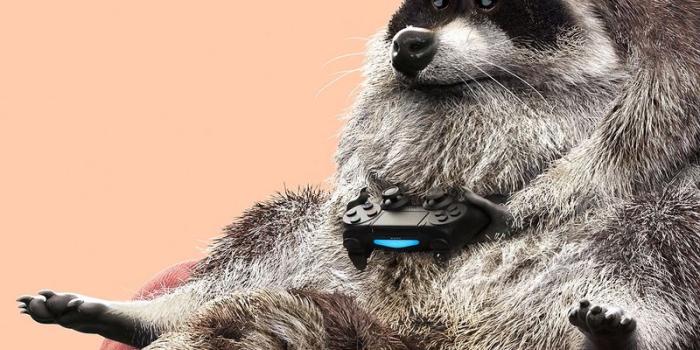 800x1420 Download wallpaper 800x1420 raccoon