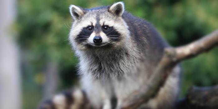 3840x2560 Animal Raccoon 4k Ultra HD Wallpaper