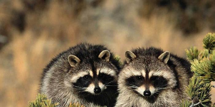 1024x768 Raccoon Wallpaper - Animals Town