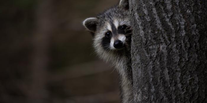 4096x3413 Animal Raccoon 4k Ultra HD Wallpaper