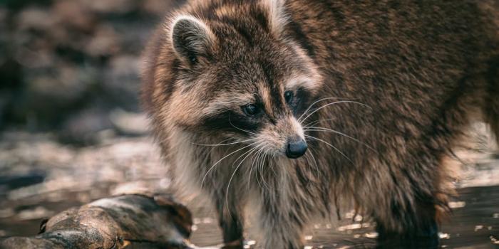 1124x750 A Raccoon in Water · Free Stock Photo