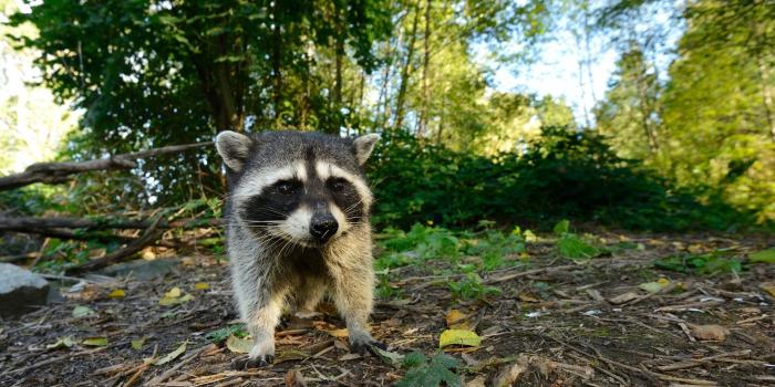 1920x1200 Raccoon wallpaper - Animal wallpapers