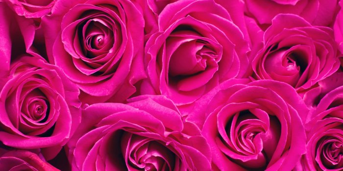 2048x2048 Pink Roses Wallpaper 4K, Floral