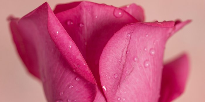 3000x4500 100+ Pink Rose Pictures [HD] | Download