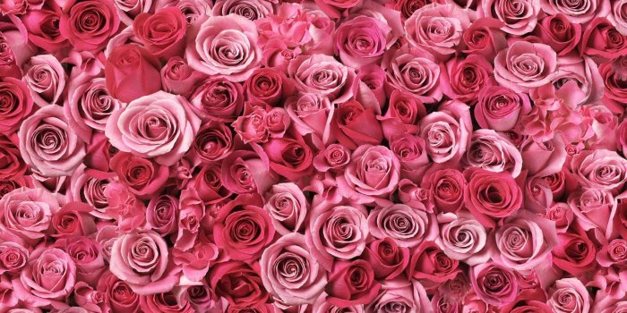 1920x1200 Pink Roses Background