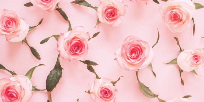 736x1308 Pink Aesthetic Wallpaper Phone HD (50+